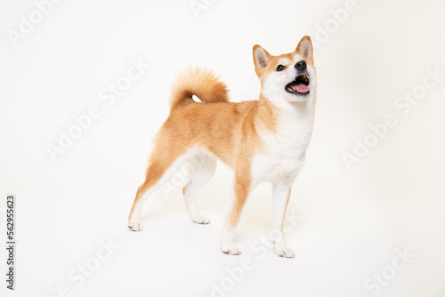 若い柴犬（1歳）のスタジオ写真	