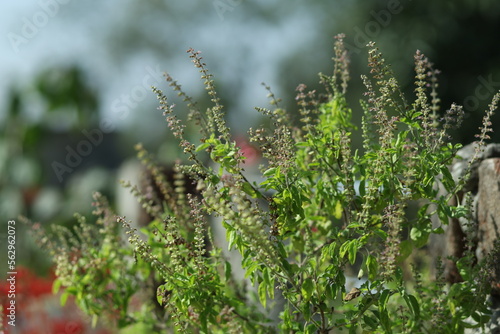 Tulsi or Holy basil tree in garden outdoor on sunny day black background. Tulsi is used in ayurvedic medicine. photo