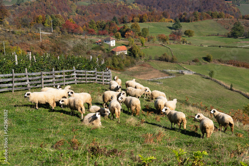 Sheep graze in a pasture in the mountains
