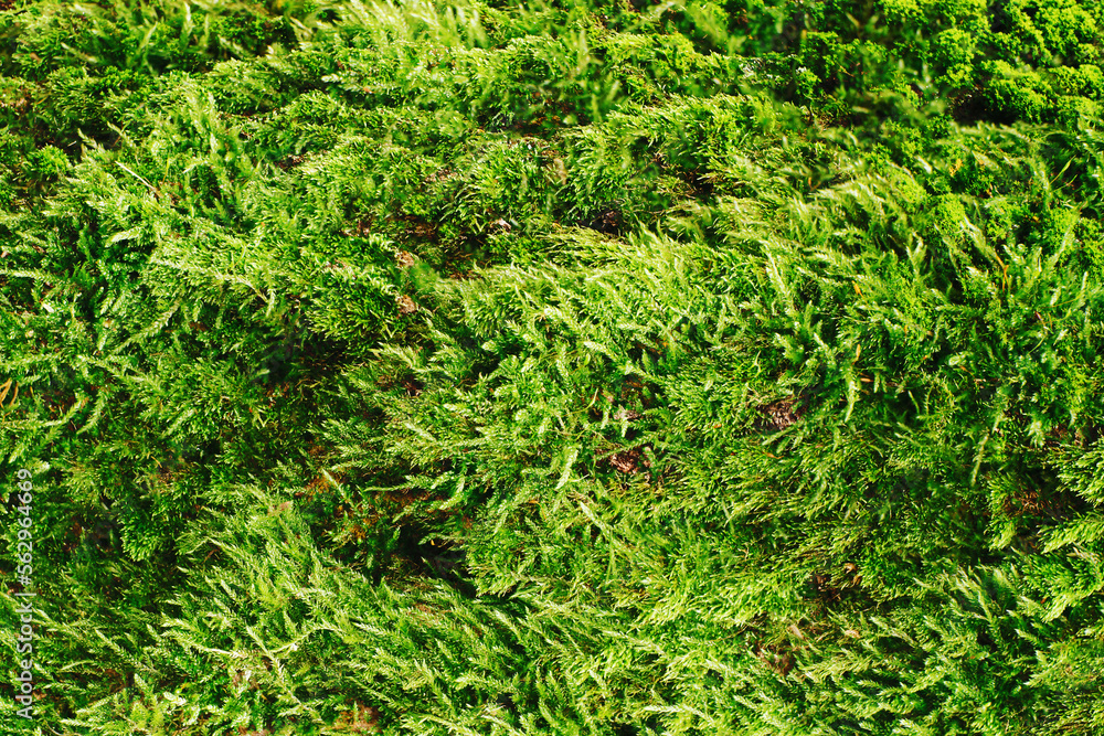 Green moss closeup texture. Forest ground macro background. Moss growing on tree bark. Turf texture. Foliage green plant pattern. Lichen detailed macro backdrop. Tree trunk texture.