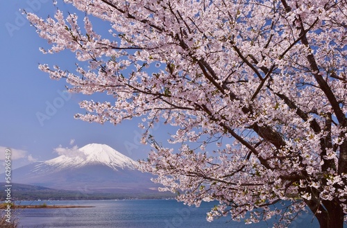 山中湖より望む満開の桜と富士山