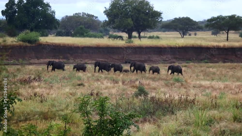 Typical safari scene of a family of African elephants walking together in line through the savannah. Mammal migration in East Africa Typical safari scene of a family of African elephants walking together in line through the savannah. Mammal migration in East Africa
