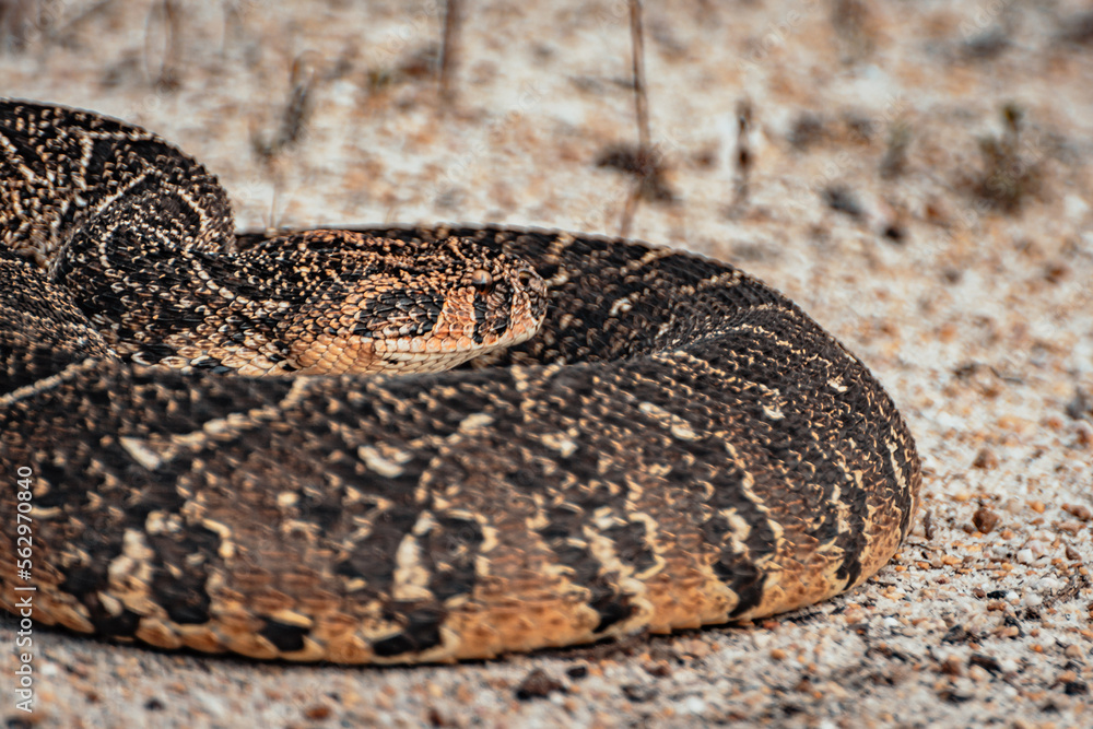 Obraz premium Close up of a snake, Puff Adder, South Africa, Wildlife