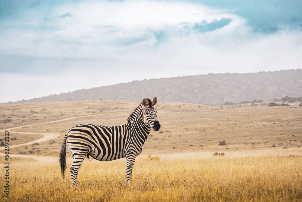 Naklejka premium South Africa, Addo Elephant National Park, Zebra walking through the bush, landscape with sky