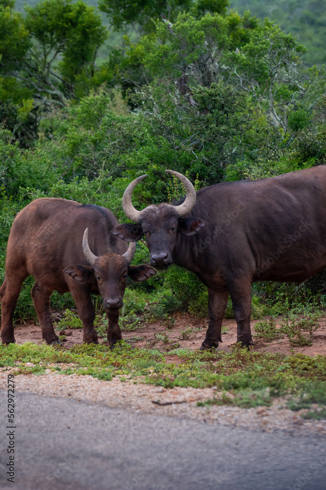Fototapeta premium Buffelo walking through the bush, South Africa, Addo Elephant National Park