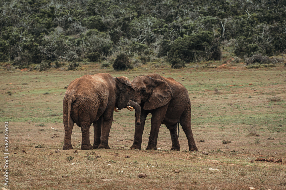 Fototapeta premium South Africa, Addo Elephant National Park, ELEPHANT walking through the bush