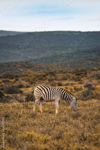 ZEBRA walking through the bush  South Africa  Addo Elephant National Park