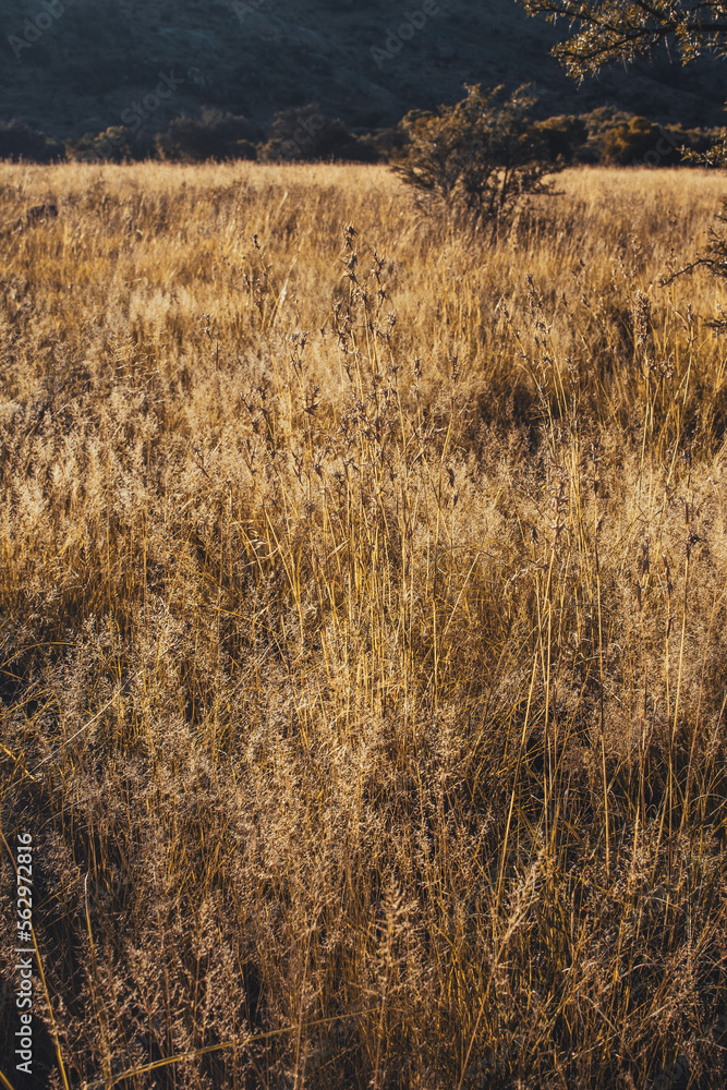 Obraz premium Meerkats in the bush, South Africa, Mountain Zebra National Park