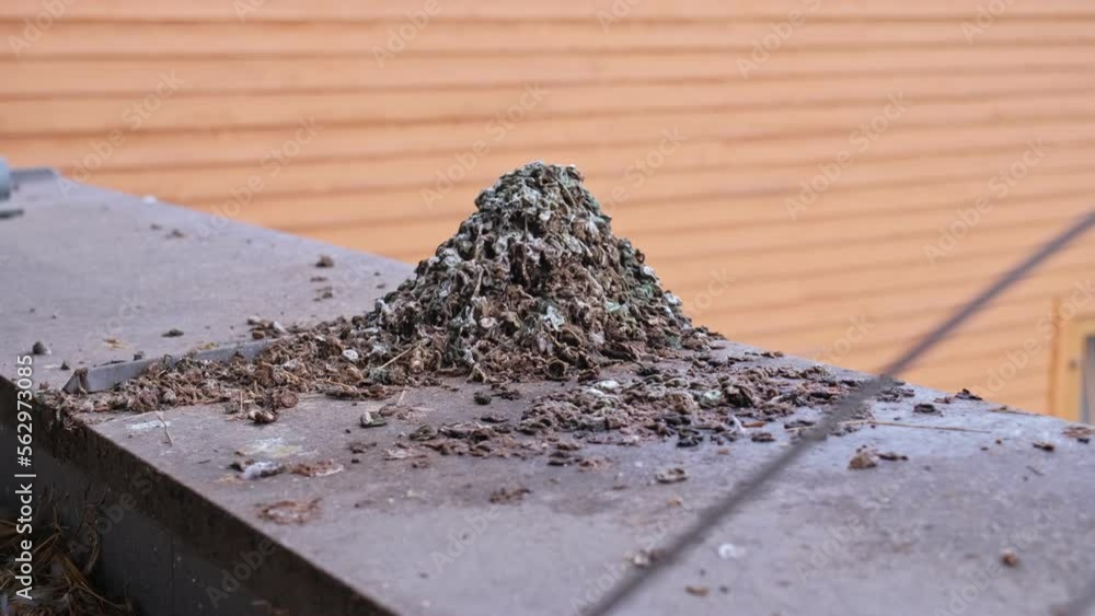 Pile of Bird Poop Dropping Formed on Roof Edge vídeo de Stock Adobe Stock
