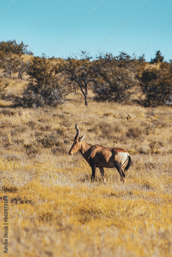 Fototapeta premium antelope, mountain zebra national park, south africa