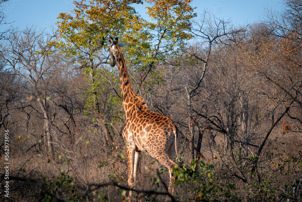 Obraz premium Giraffe walking in the South African bush, National Park