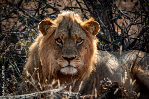 close up of a lion in the wild, South Africa 