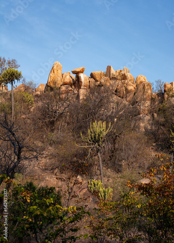 Beautiful landscape of the South Africa bush, national park, protected area, untouched 