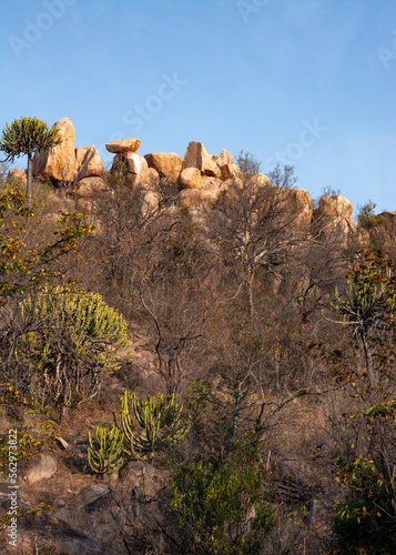 Beautiful landscape of the South Africa bush, national park, protected area, untouched 
