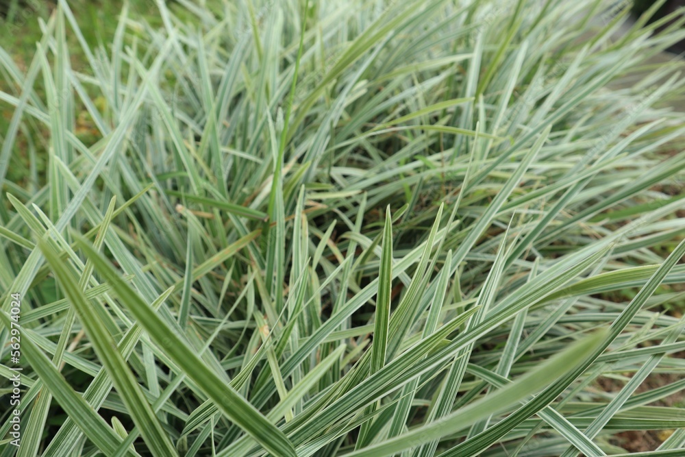 carex morrowii ice or ophiopogon stripey carex morrowii ice or ophiopogon stripey