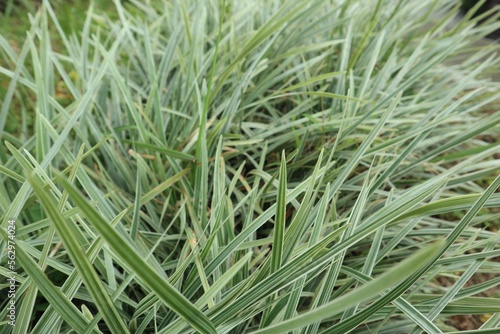 carex morrowii ice or ophiopogon stripey