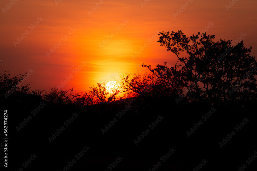 sunset in the bush, south africa, wildlife 