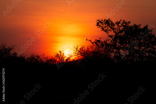 sunset in the bush  south africa  wildlife 