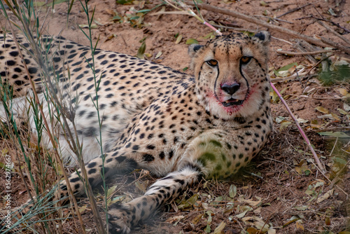 Cheetah in the wild, South Africa, National Park