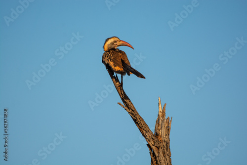 yellow billed hornbill, national park, south africa 