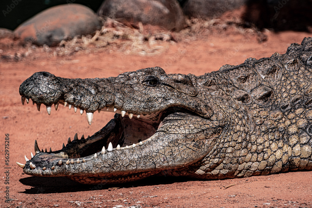 Fototapeta premium South Africa, Crocodile, Wildlife.
