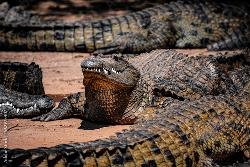 South Africa, Crocodile, Wildlife.