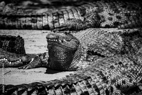 South Africa, Crocodile, Wildlife.