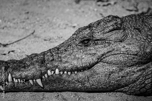 South Africa, Crocodile, Wildlife.