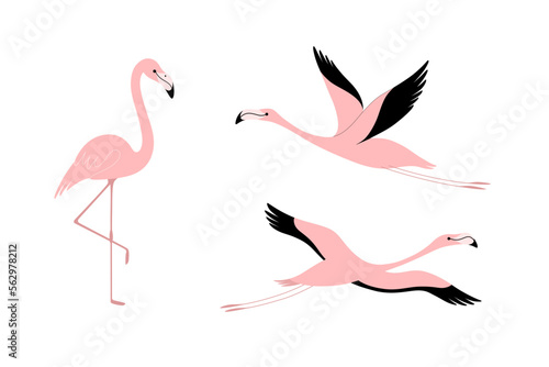 Cartoon flamingo illustration. Cute bird in different poses. Vector illustration for prints, clothing, packaging, stickers.