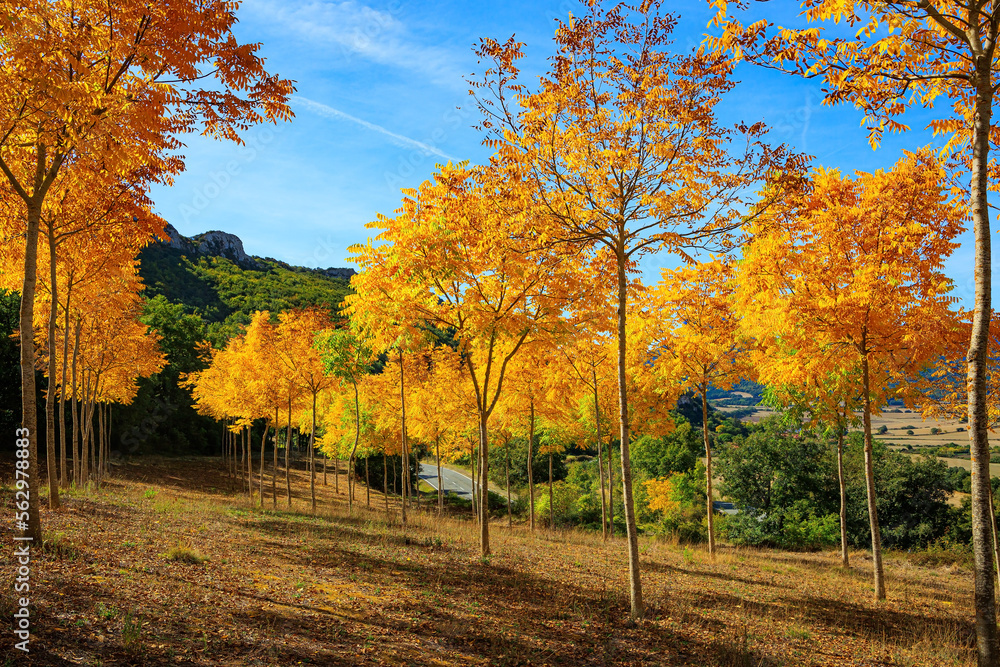 Naklejka premium Impressive colors of autumn.