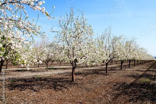 White flowering almond trees