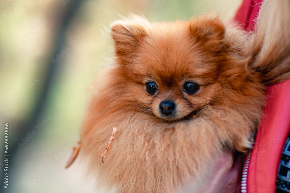 Pomeranian holding hands. A young woman holds a Pomeranian mini-pomeranian in her arms while walking through an autumn park. A woman wearing a red jacket and a black T-shirt.