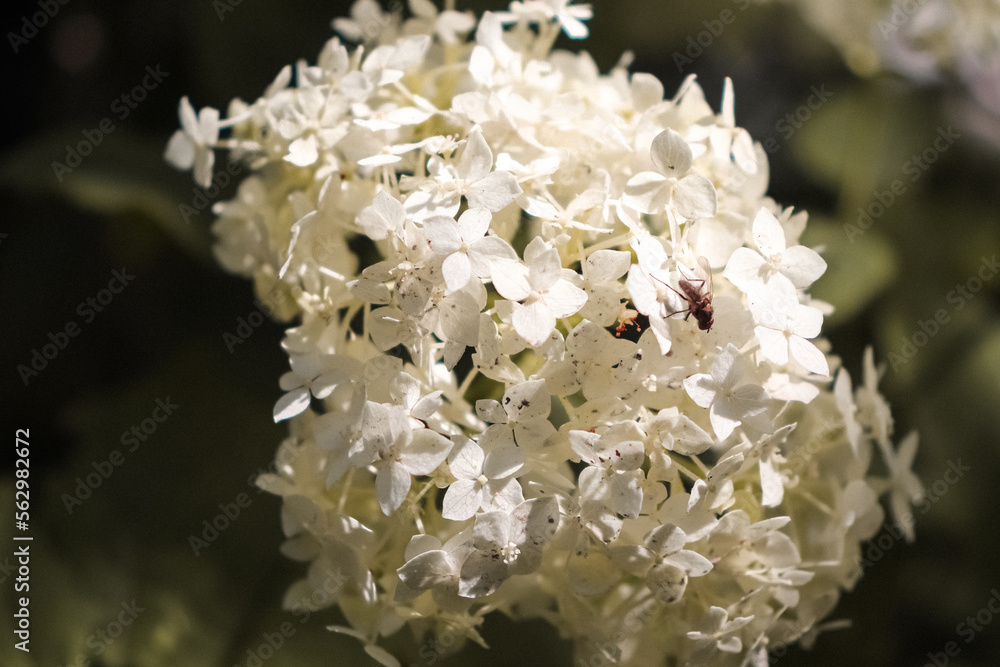 close up of white flowers