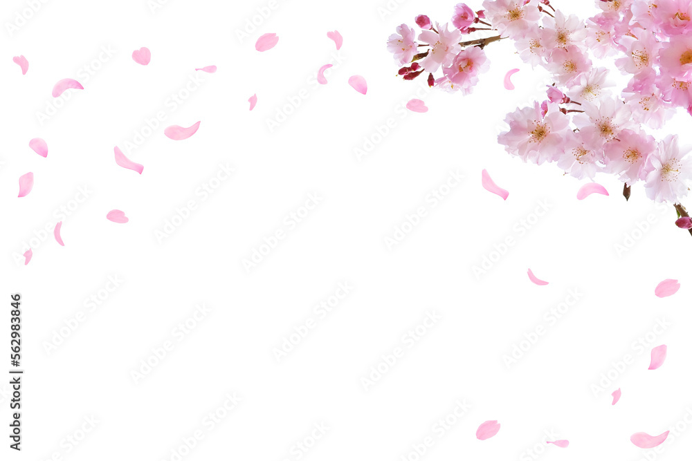 春の桜　風に舞うピンクの花びら　ホワイトバックの背景素材