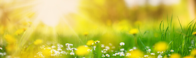 Macro photography of the flowering field of daisies and dandelions in spring.