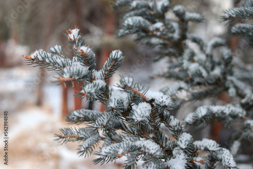 Picea pungens. Detalle de ramas de abeto azul con nieve encima en Wyoming, Estados Unidos