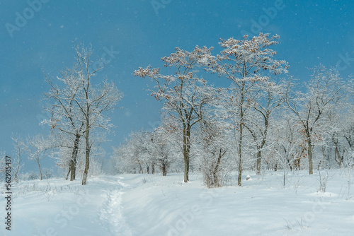 Snow falls on a sunny day in a deciduous forest