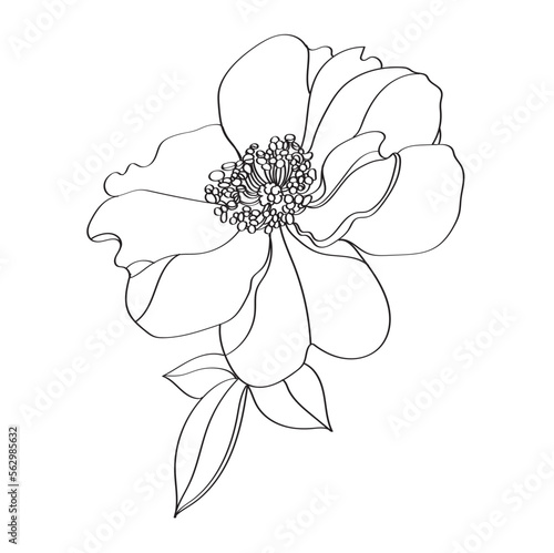 Vector floral illustration of a flower of a herb rose. Illustration of rose hips