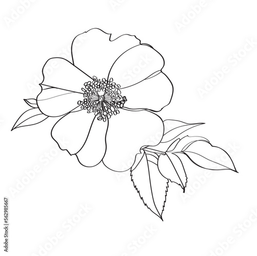 Vector floral illustration of a flower of a herb rose. Illustration of rose hips
