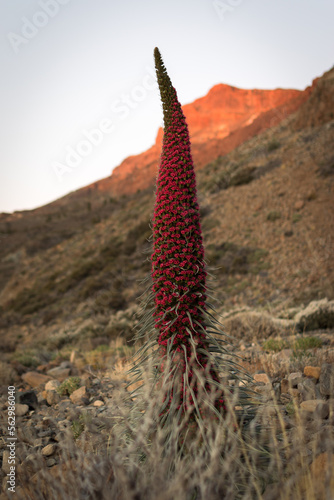 Tajinaste rojo al atardecer en el Parque Nacional del Teide, tenerife