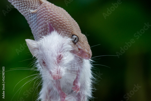 Pinkish grey mangrove pit viper snake Trimeresurus purpureomaculatus eating a mouse with bokeh background