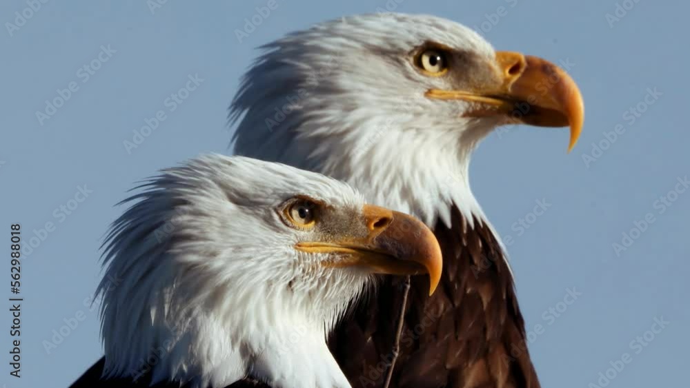 Eagle. Bald eagle. Wild animal. Symbol USA. Predator. Eagle. Bald eagle. Wild animal. Symbol USA. Predator.