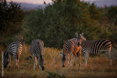 Plains or common zebra  Equus quagga  prev. Equus burchellii  herd. Mashatu  Northern Tuli Game Reserve. Botswana