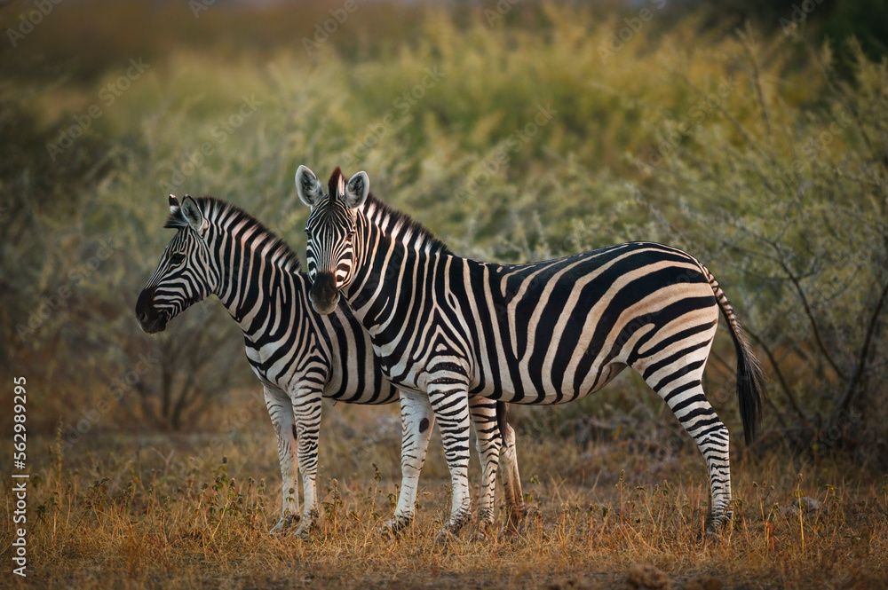 Plains or common zebra (Equus quagga, prev. Equus burchellii). Mashatu, Northern Tuli Game Reserve. Botswana Plains or common zebra (Equus quagga, prev. Equus burchellii). Mashatu, Northern Tuli Game Reserve. Botswana