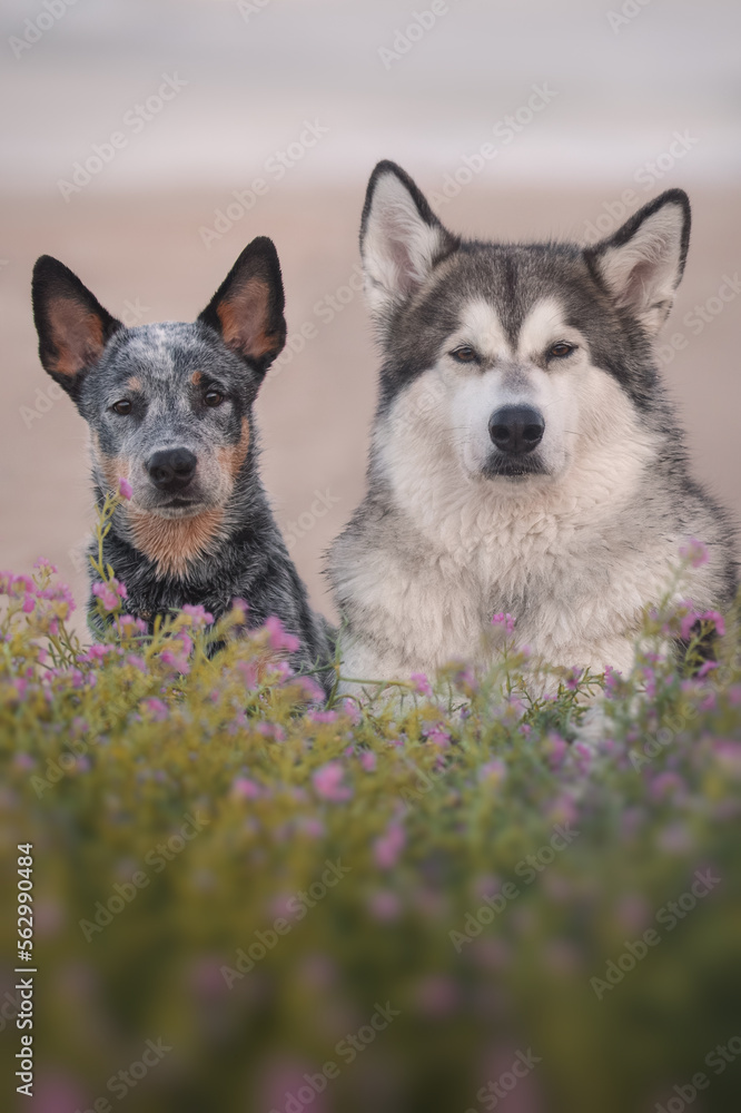 Alaskan malamute and blue heeler dogs