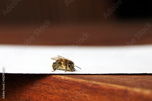 einzelne biene macht pause auf einem gartentisch photo