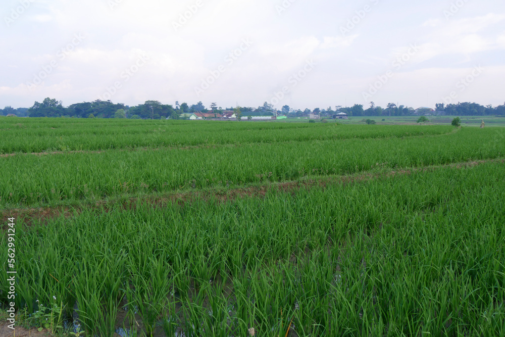 Fototapeta premium Beautiful green paddy field in the morning