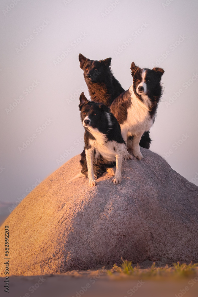 Three border collie dogs sitting one stone