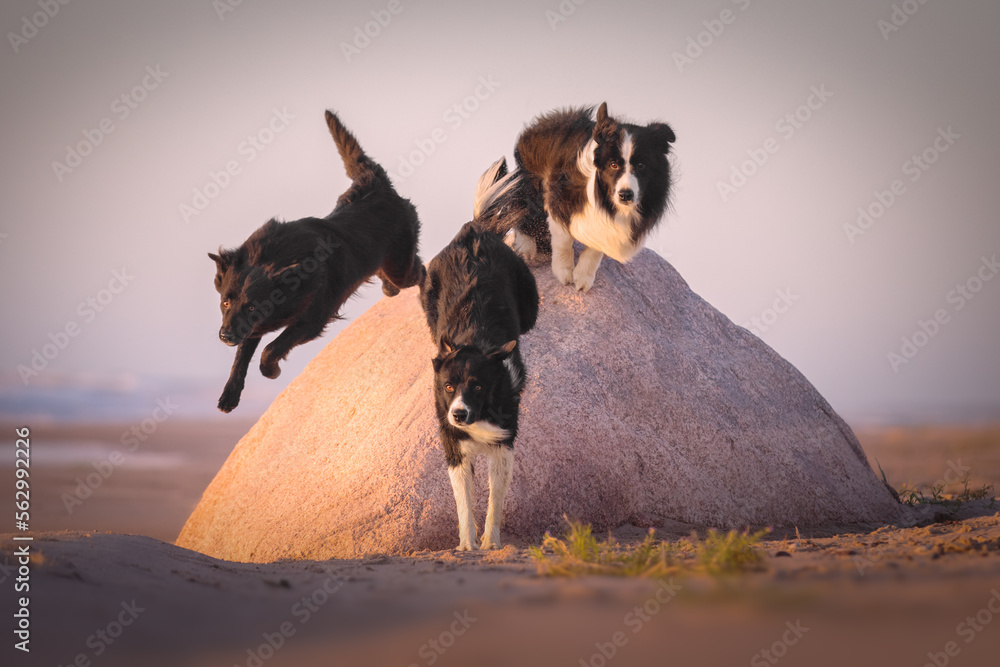 Three border collie dogs sitting one stone