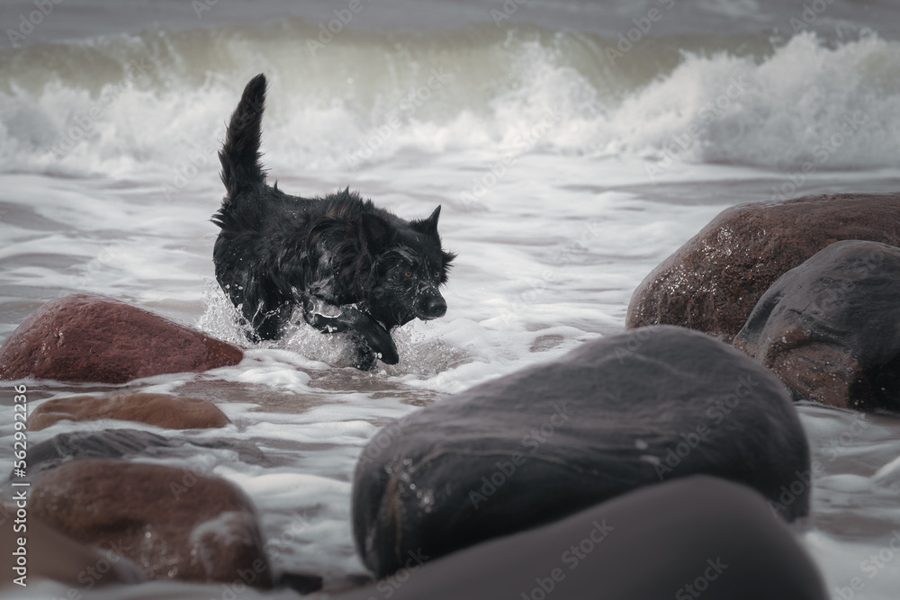 Beautiful black australian shepherd in water